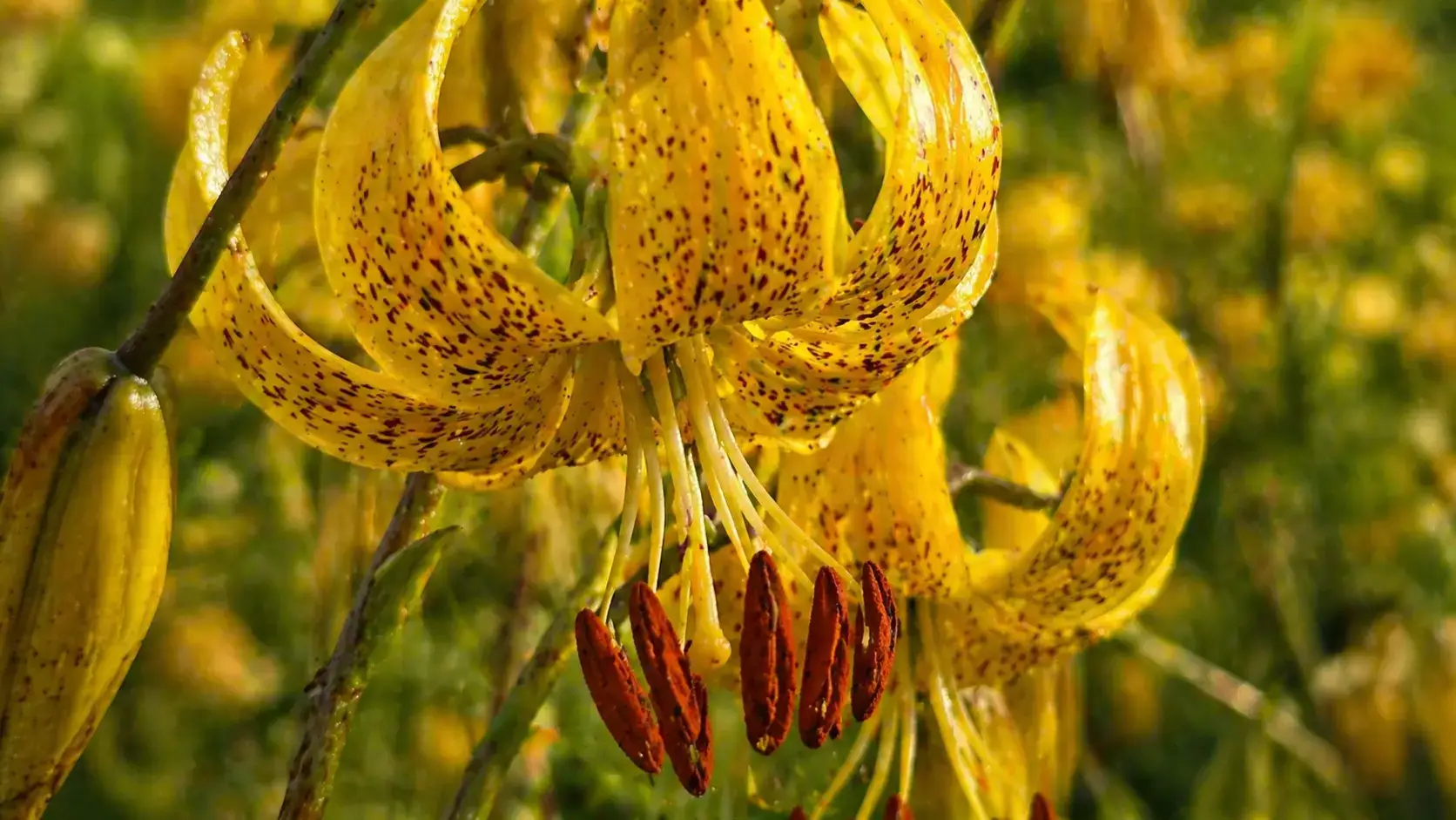 Довговічність